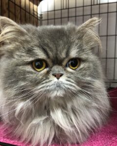 Nala